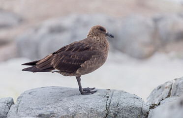 The south polar skua Stercorarius maccormicki Graham Land, Argentine islands. Antarctica bird
