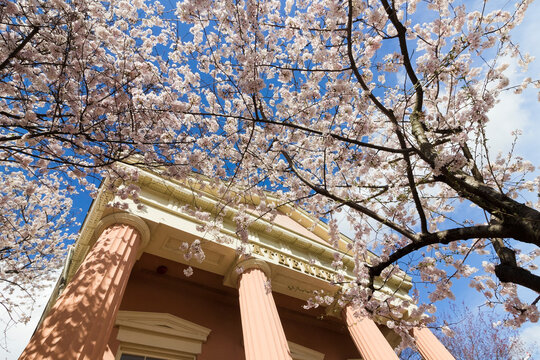 Greek Revival portico of the Athenaeum surrounded by cherry blossoms in peak bloom on Prince Street, Old Town Alexandria, Virginia