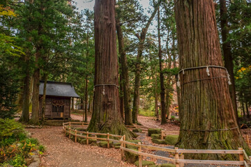 Old big trees aged more than hundreds years with a small shrine