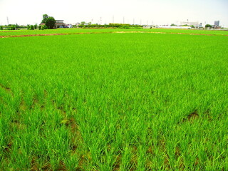 Fototapeta premium 初夏の郊外の青田風景
