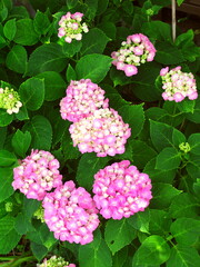 ピンクの紫陽花