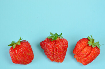 ugly strawberries aon blue background .Funny, unnormal fruits or food waste concept. Unformatted fruits.Copy space.