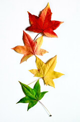 Naklejka na ściany i meble Autumn falling leaves isolated on white background.