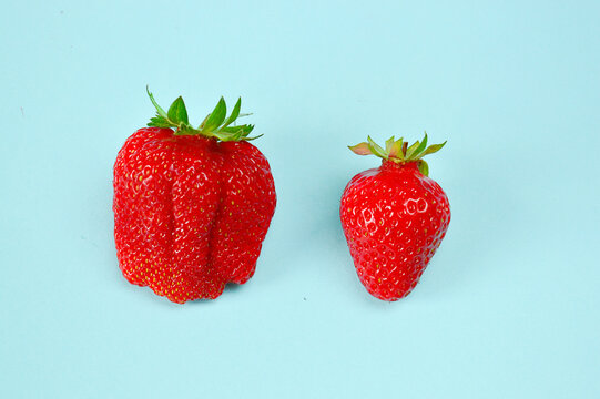 ugly strawberries and beautiful strawberries on a blue background .Funny, unnormal fruits or food waste concept. Unformatted fruits.