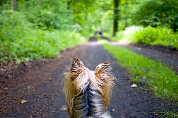 A dog in the middle of a forest road looking straight ahead