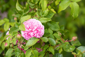 Rosa-weiß blühende Pfingstrose im Sommer