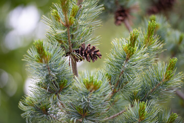 Tannenzapfen mit Tannennadeln am Baum