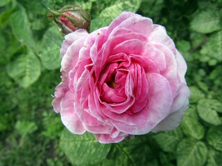 pink rose in garden