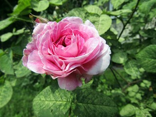 pink rose in garden