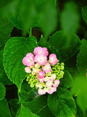 ピンクの紫陽花