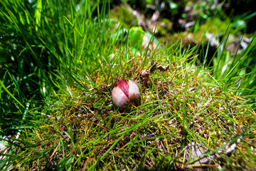 Split acorn on grass