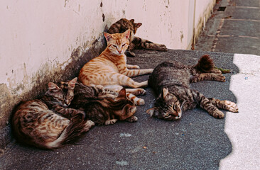 Beautiful cats resting together and hide in the shade on a hot day.