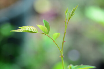 close up of green leaves