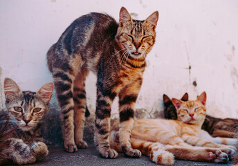 Beautiful cats resting together and hide in the shade on a hot day.