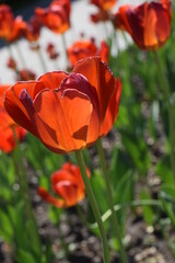Tulips bloom in the city Park