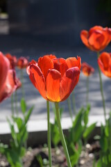 Tulips bloom in the city Park