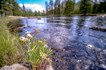 beautiful nature scenes along yellostone river in wyoming