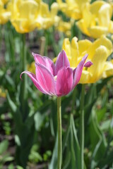 Tulips bloom in the city Park