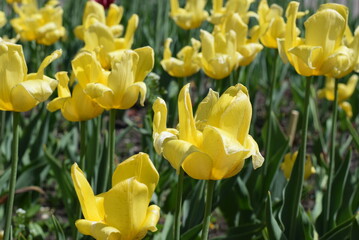 Tulips bloom in the city Park