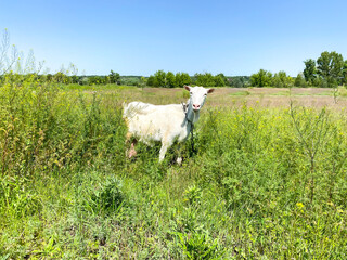 White goat grazes / walks on a green field.Agriculture concept.