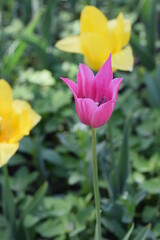 Tulips bloom in the city Park