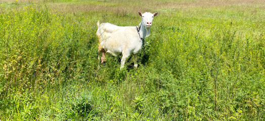 White goat grazes / walks on a green field.Agriculture concept.