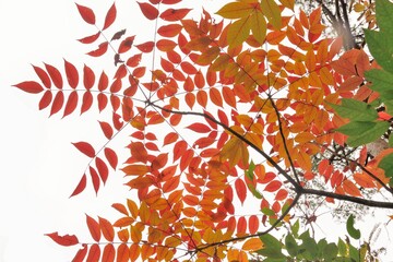 Mountain lacquer tree - japanese sumac. It is called "Yama urushi" in Japan.