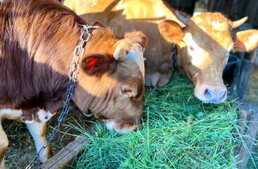 Two red calves / gobies stand behind the fence on the farm and eat fresh grass.