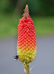 Ein Hummel landet auf einer Fackellilie Kniphofia