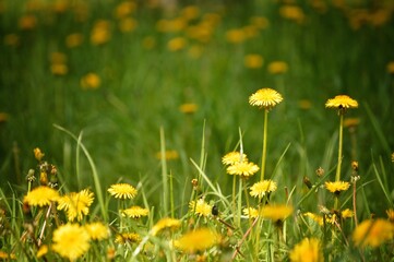field of dandelions