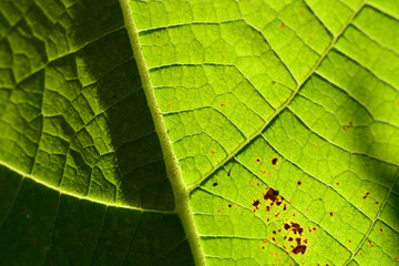 close up of a green leaf