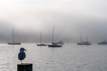 Silhouette of Seagull seeing at the sea with surround mist in background at Akarou Harbor, Canterbury, New Zealand.