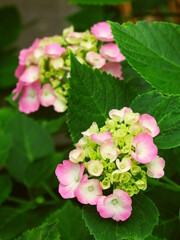 咲き始めたピンクの紫陽花