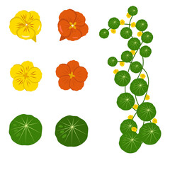 Red and yellow nasturtium flowers with leaves. Flowers isolated on a white background. Stock vector illustration. - obrazy, fototapety, plakaty