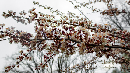 A lot of white flowers on a branch. Branch of a blossoming cherry. Shallow depth of field photo.