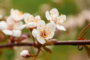 A lot of white flowers on a branch. Branch of a blossoming cherry. Shallow depth of field photo.