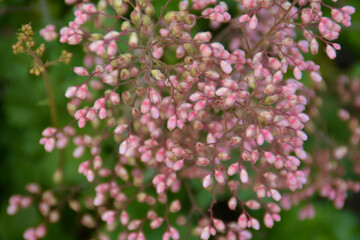 Blühendes Purpurglöckchen, Heuchera Hybride, Botanischer Garten in Gütersloh