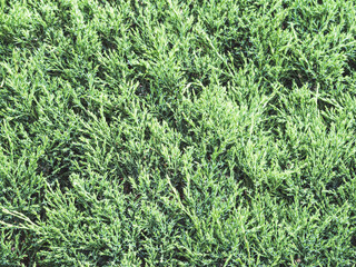 The juniper bush outdor. Background with juniper branches growing in the park.