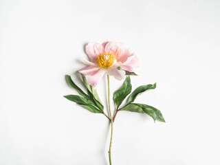 Pink peony flower isolated on white background and open space for text. Botany background. Top view
