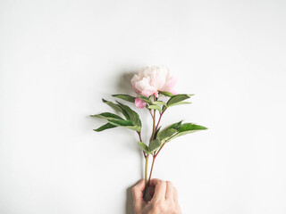 Pink peony flower isolated in women hand on white background and open space. Botany background. Top view