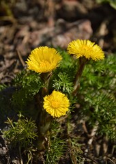 yellow dandelion flower