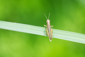 grasshopper on a leaf