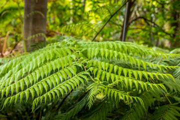 Closeup of fern in the botanic garden in Melbourne, Australia.