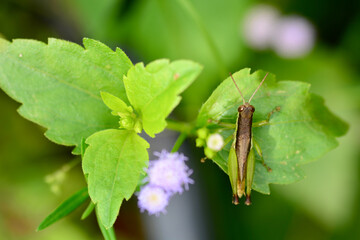 grasshopper on a leaf