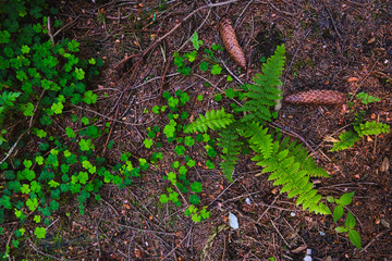 Waldboden mit Farn, Klee und Tannenzapfen