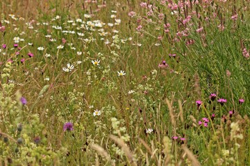 Blumenwiese in Nordhessen im Juni