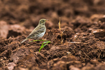 Meadow Pipit (Anthus prathensis)