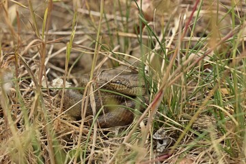 Schlingnatter (Coronella austriaca) kurz vor der Häutung