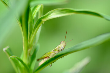 grasshopper on a leaf