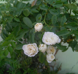 white rose in the garden